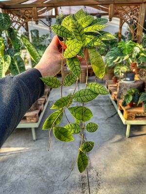 Hoya callistophilla vaso cm 10,5