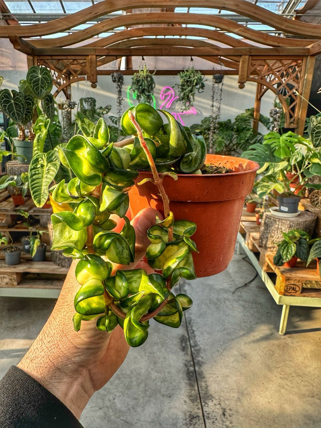 Hoya compacta mauna loa vaso cm 10,5