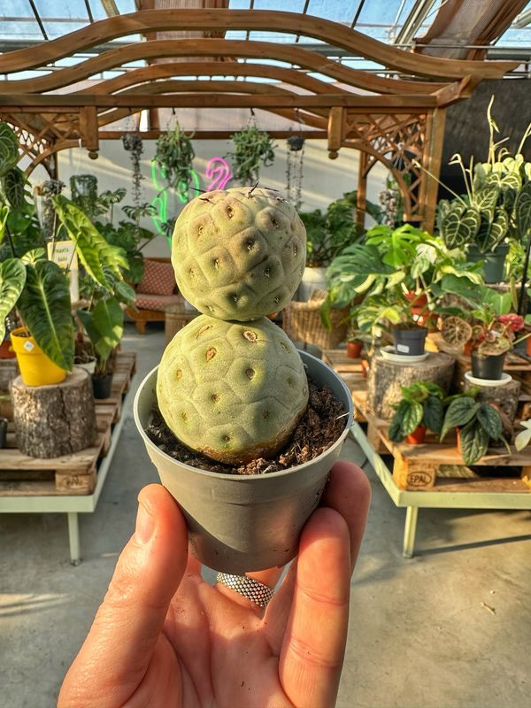 Tephrocactus geometricus 2 palle vaso cm 6