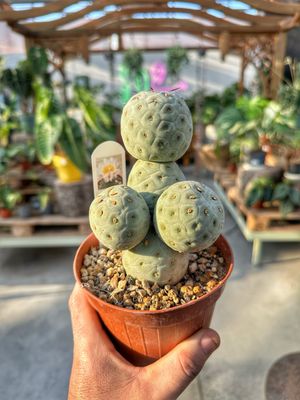 Teprhocactus geometricus 5 palle vaso cm 14