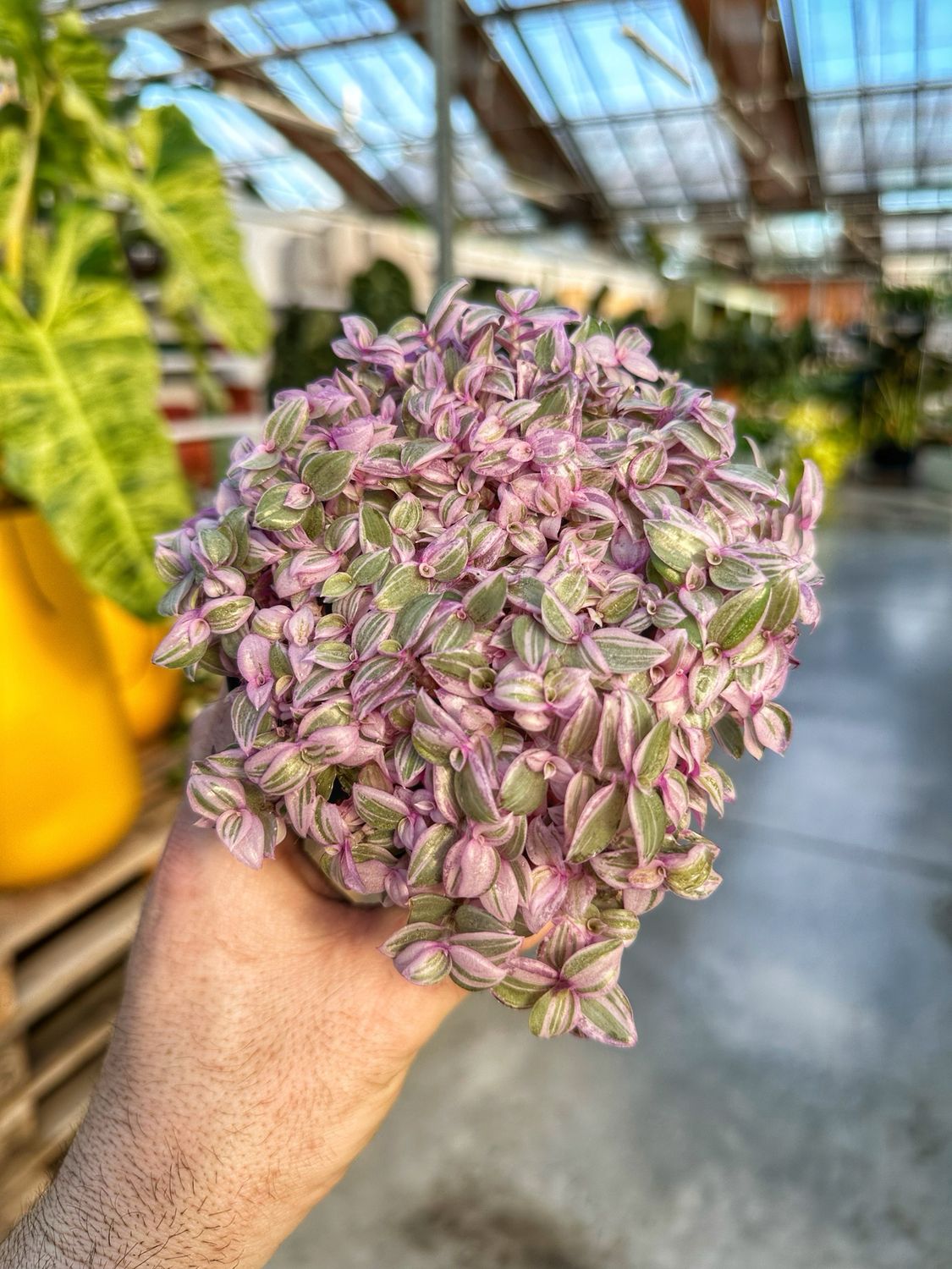 Callisia rosato pink vaso cm 10,5