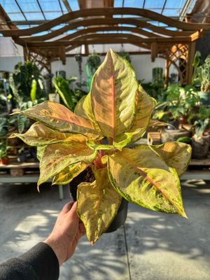 Aglaonema corn silk vaso cm 19