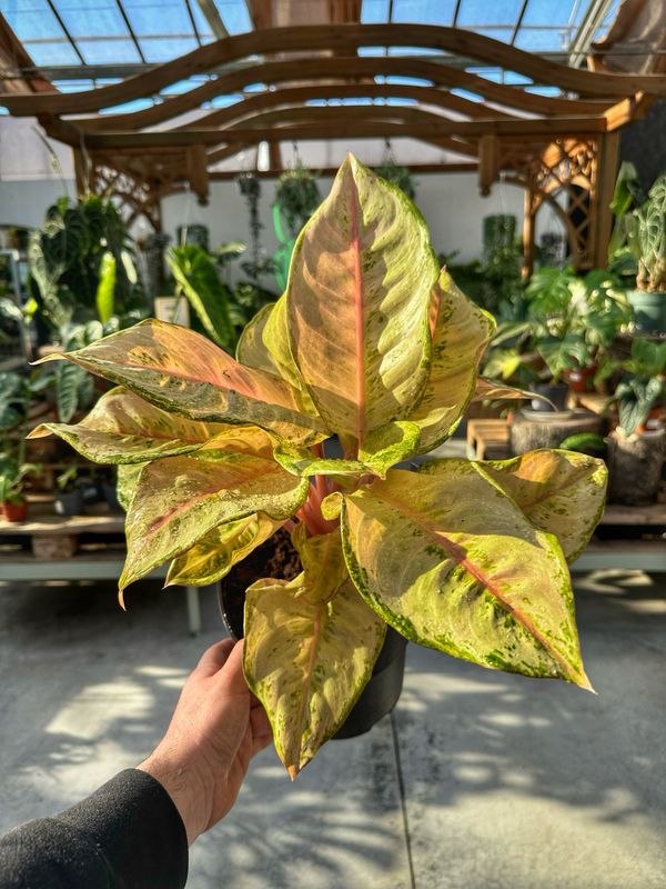 Aglaonema corn silk vaso cm 19