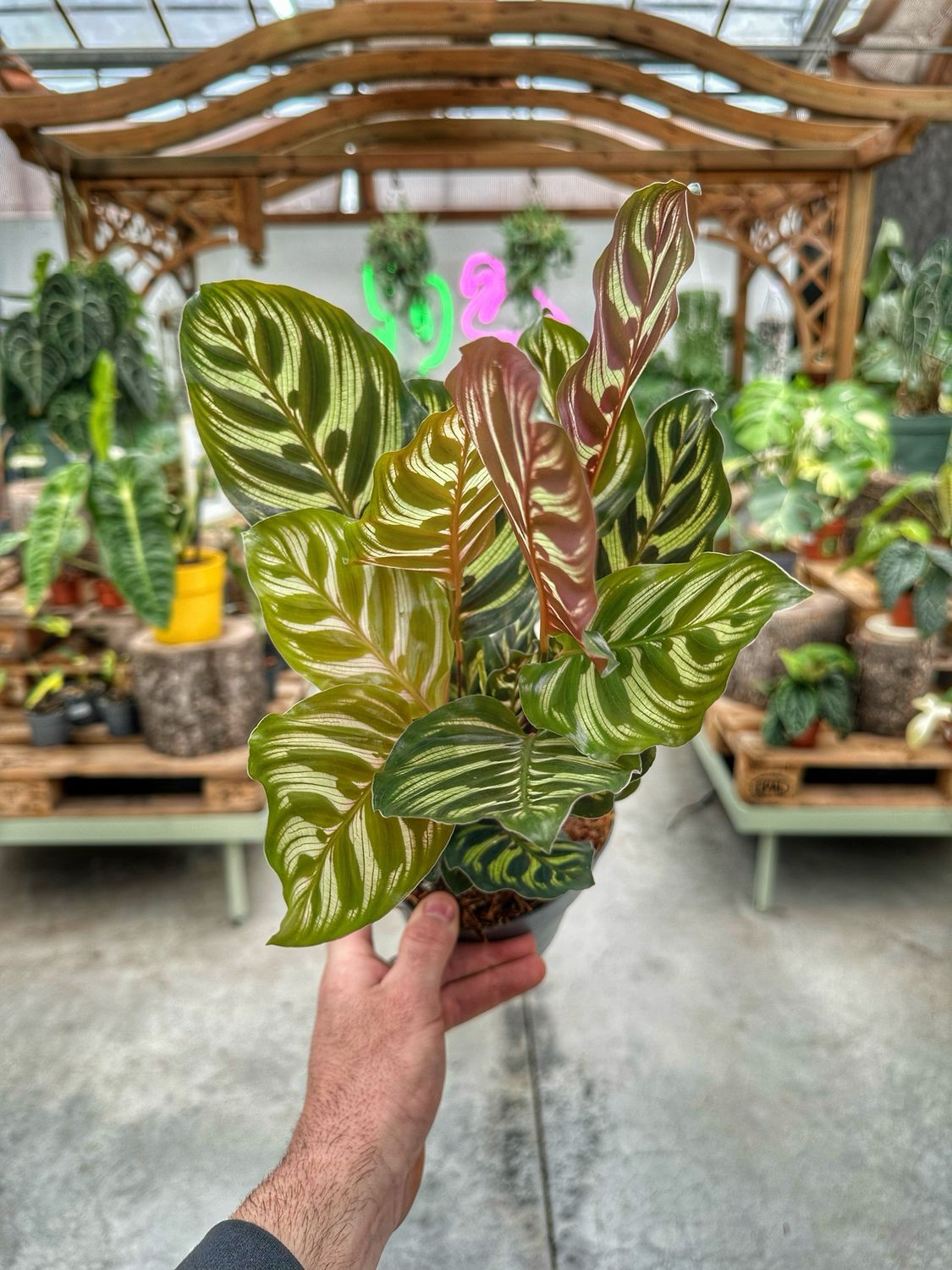Calathea makoyana vaso cm 14