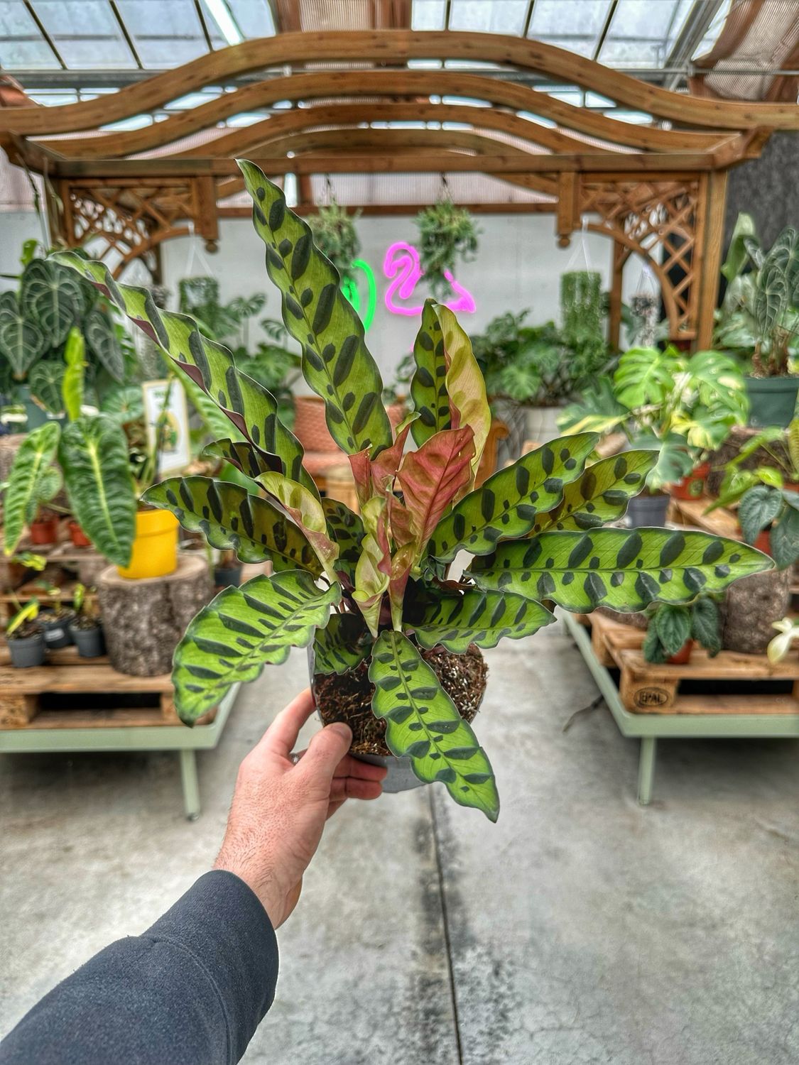 Calathea lancifolia vaso cm 14