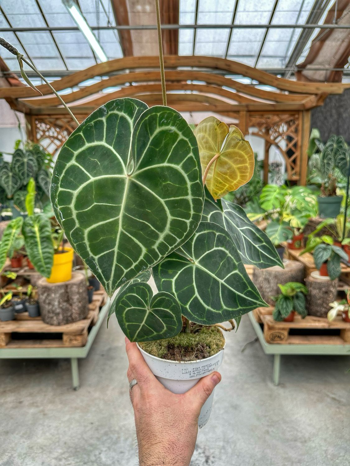Anthurium Clarinervium vaso cm 12