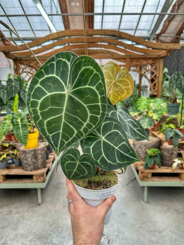 Anthurium Clarinervium vaso cm 12