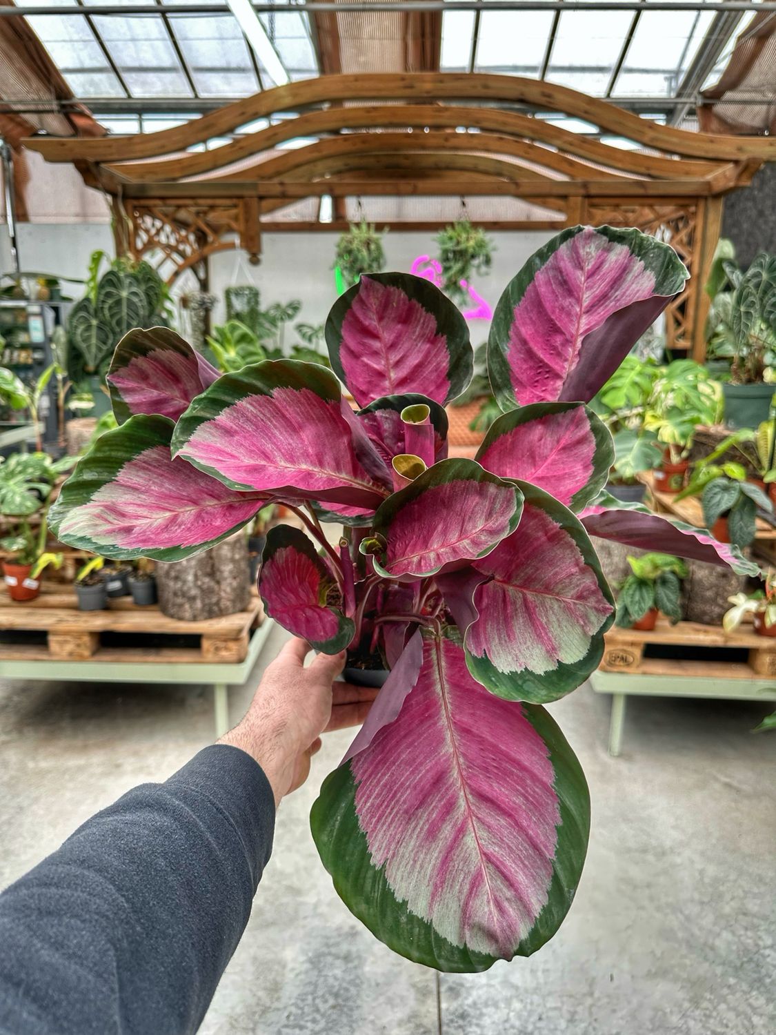 Calathea roseopicta vaso cm 14