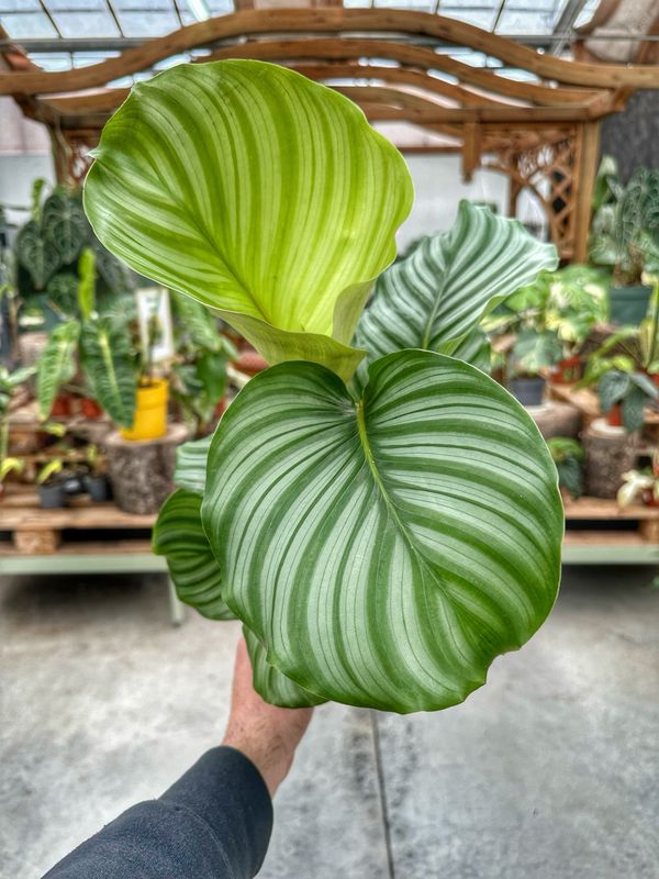 Calathea orbifolia vaso cm 14
