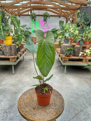 Anthurium magnificum x nigrolaminum Gigi vaso cm 17