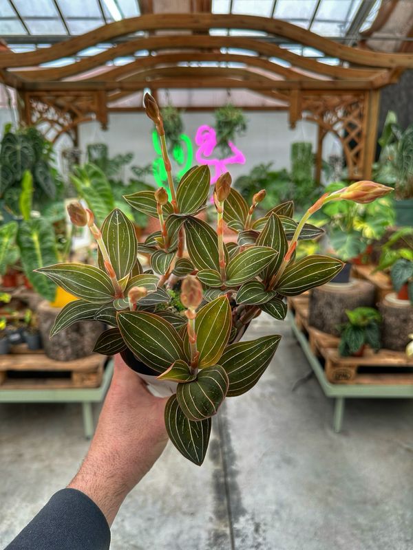 Ludisia discolor vaso cm 12