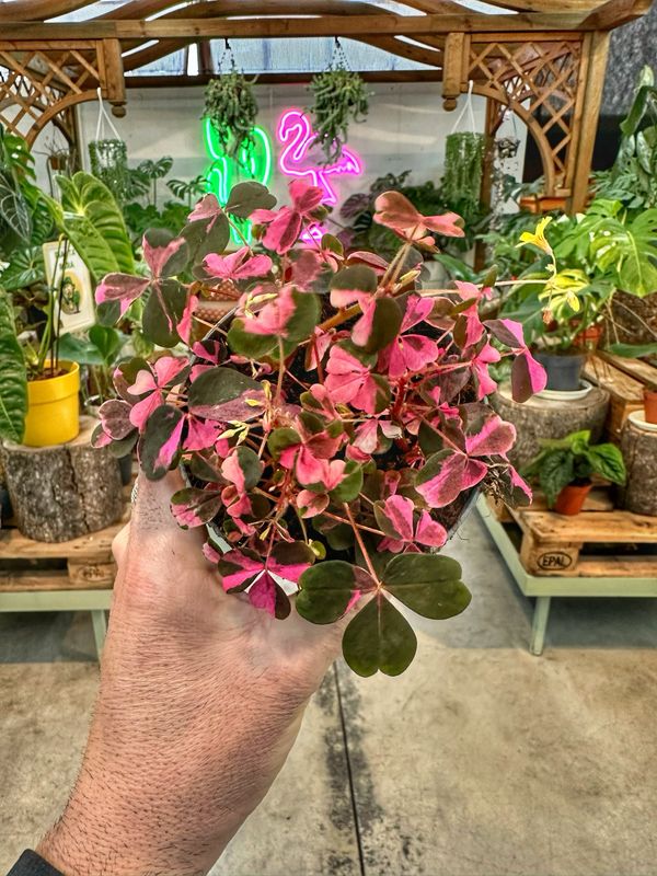 Oxalis vulcanicola pink vaso cm 10,5