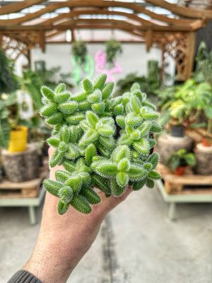 Delosperma echinatum vaso cm 12