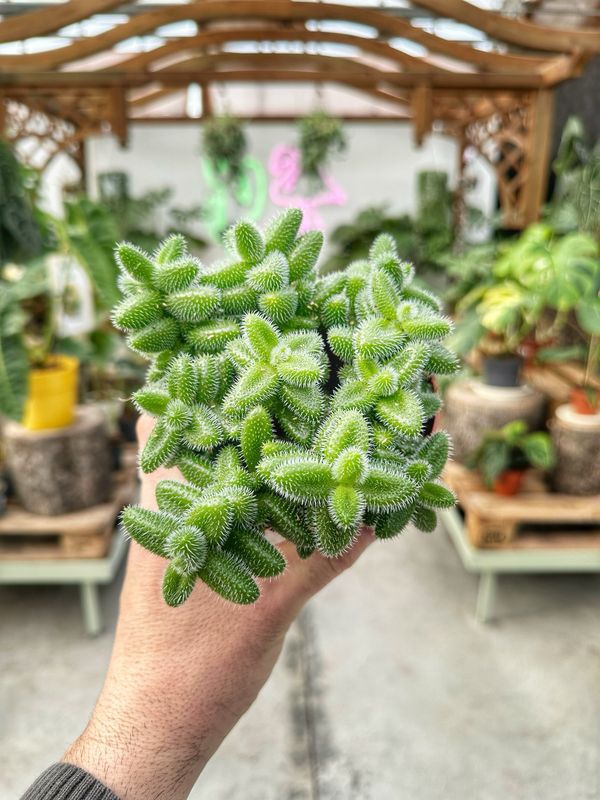 Delosperma echinatum vaso cm 12