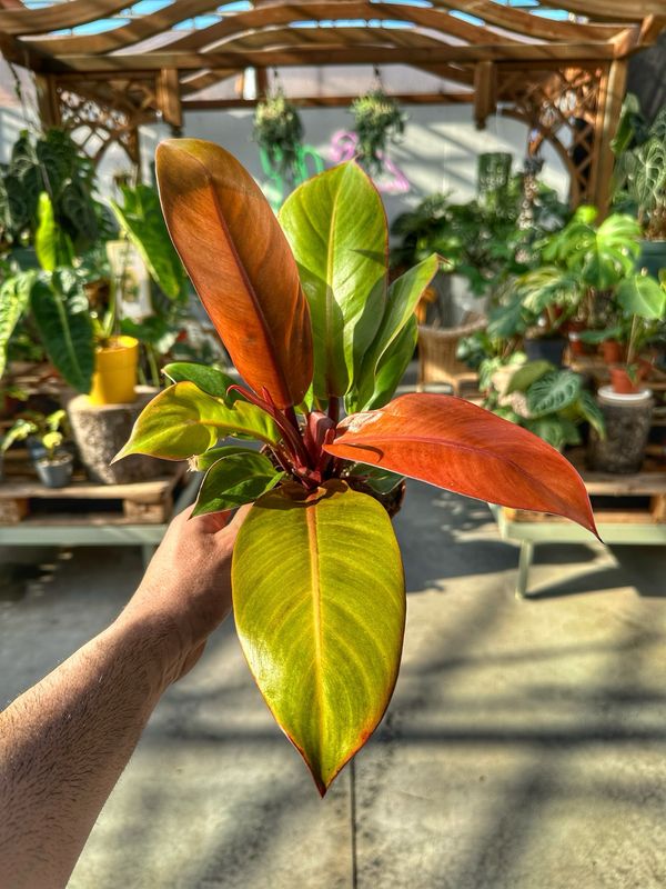 Philodendron Prince of orange vaso cm 12
