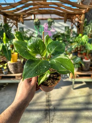 Philodendron white princess vaso cm 12