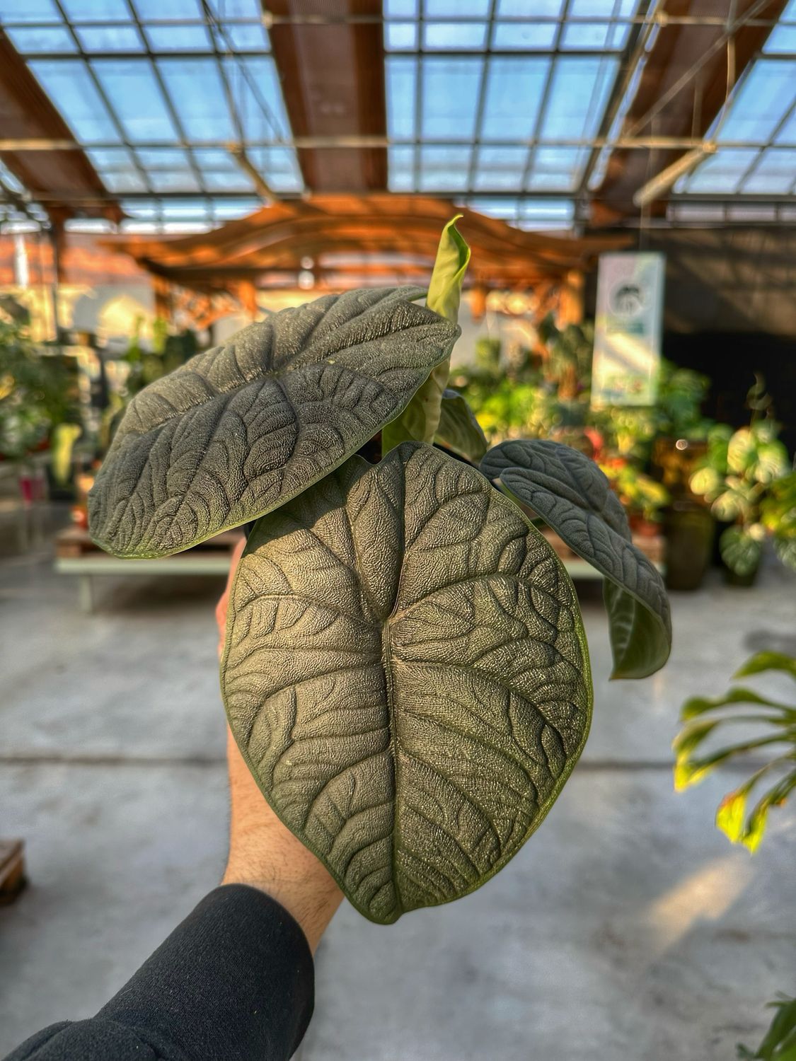 Alocasia melo vaso cm 12