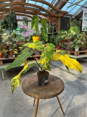 Philodendron domesticum variegata vaso cm 14 extra variegato