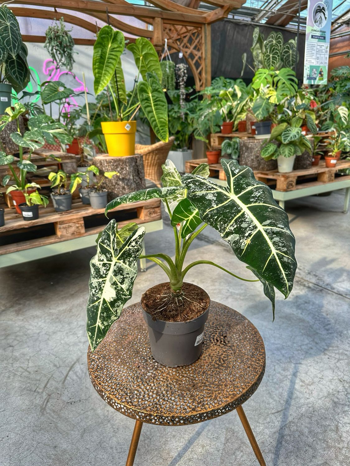 Alocasia frydek variegata XXL vaso cm 17