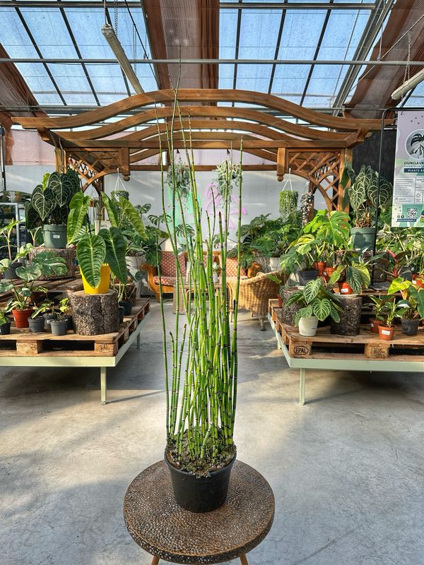 Equisetum vaso cm 23
