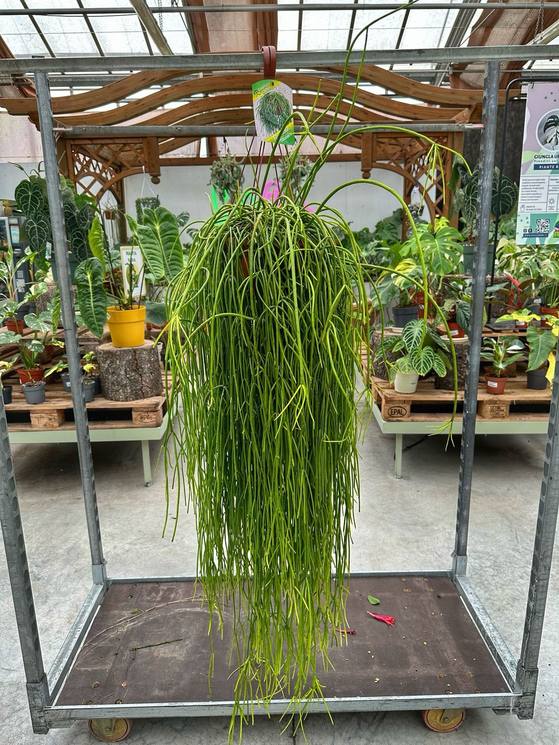 Rhipsalis shaferii vaso cm 20