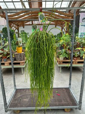 Rhipsalis shaferii vaso cm 20