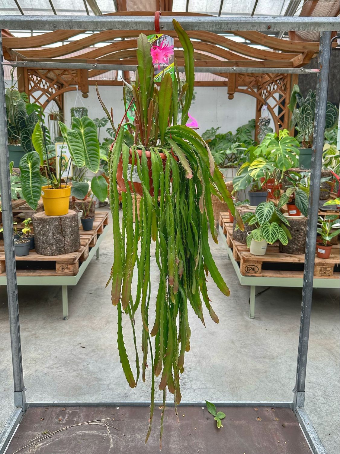 Epiphyllum ibrido 171-2 vaso cm 20