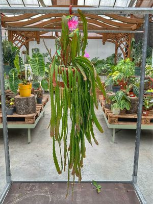 Epiphyllum ibrido 171-2 vaso cm 20