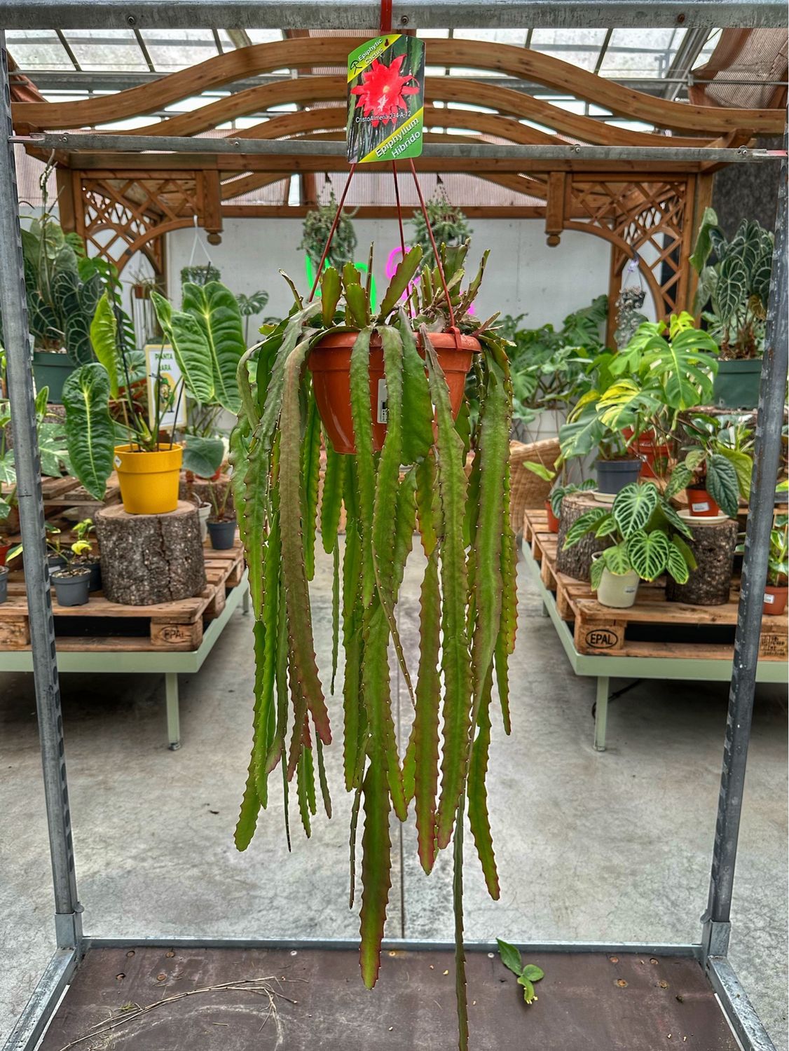 Epiphyllum ibrido 234-A-12 vaso cm 20