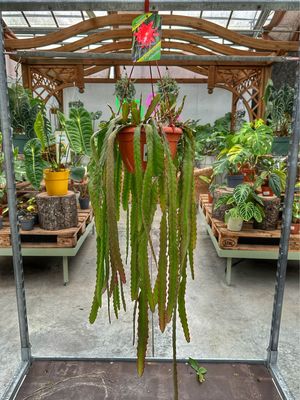 Epiphyllum ibrido 234-A-12 vaso cm 20