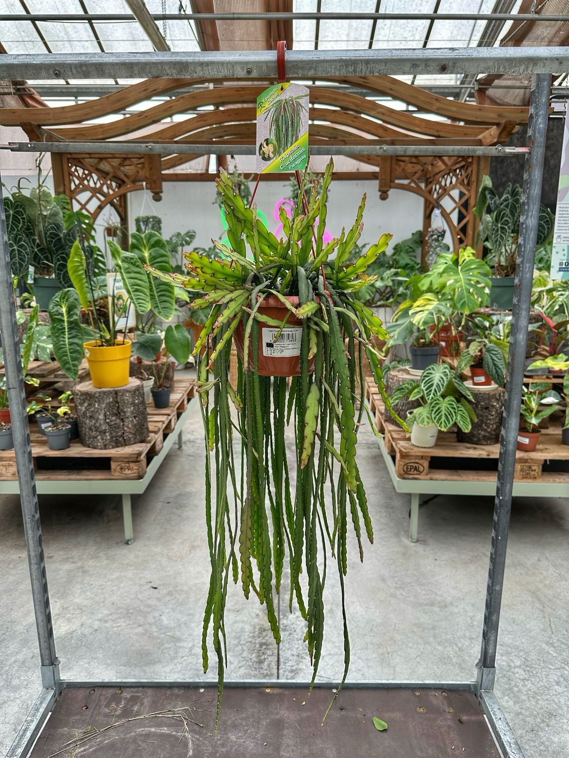 Rhipsalis cruciformis Paraguay vaso cm 20