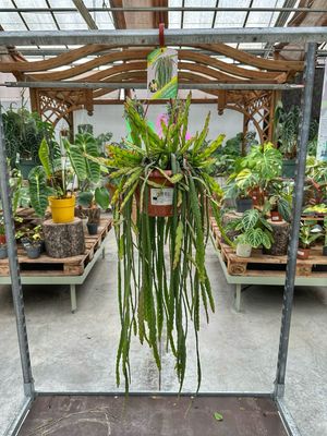 Rhipsalis cruciformis Paraguay vaso cm 20