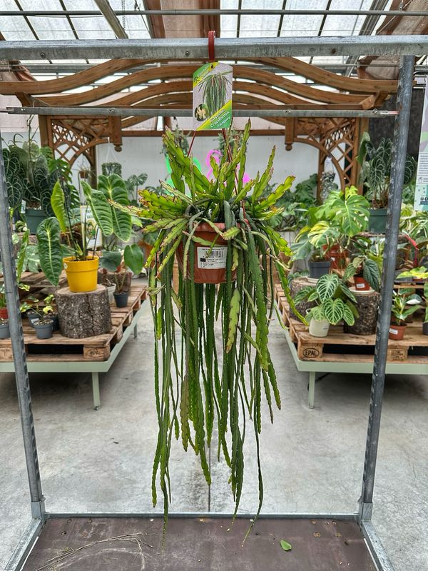 Rhipsalis cruciformis Paraguay vaso cm 20