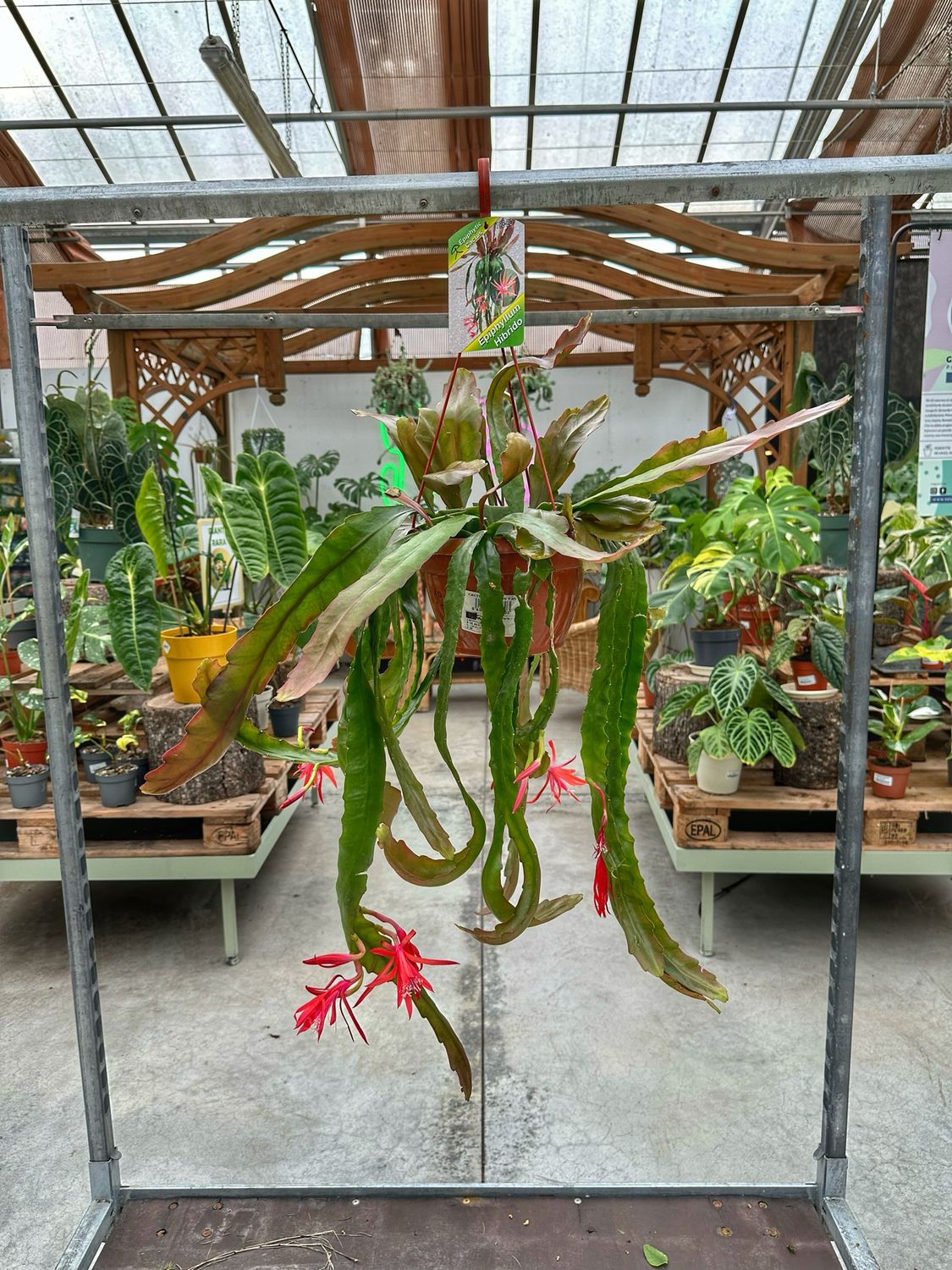 Epiphyllum ibrido 198-20 vaso cm 20