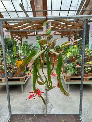 Epiphyllum ibrido 198-20 vaso cm 20