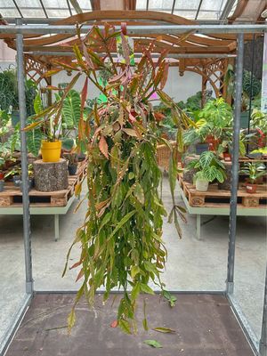 Rhipalis elliptica XL vaso cm 10
