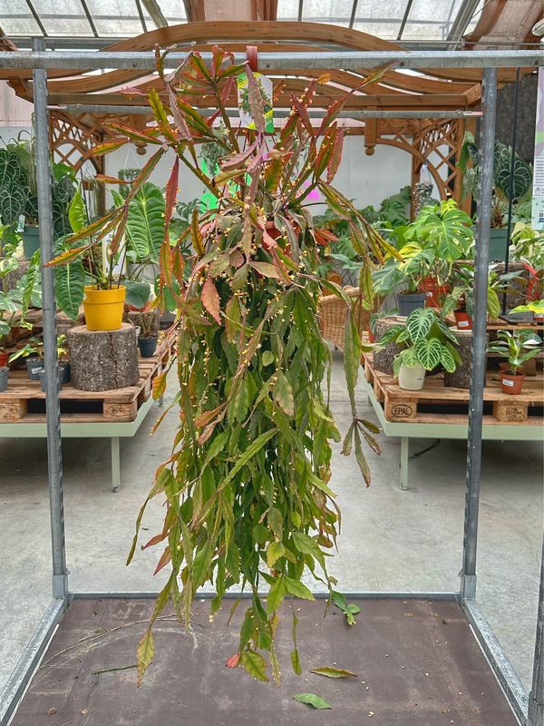 Rhipalis elliptica XL vaso cm 10