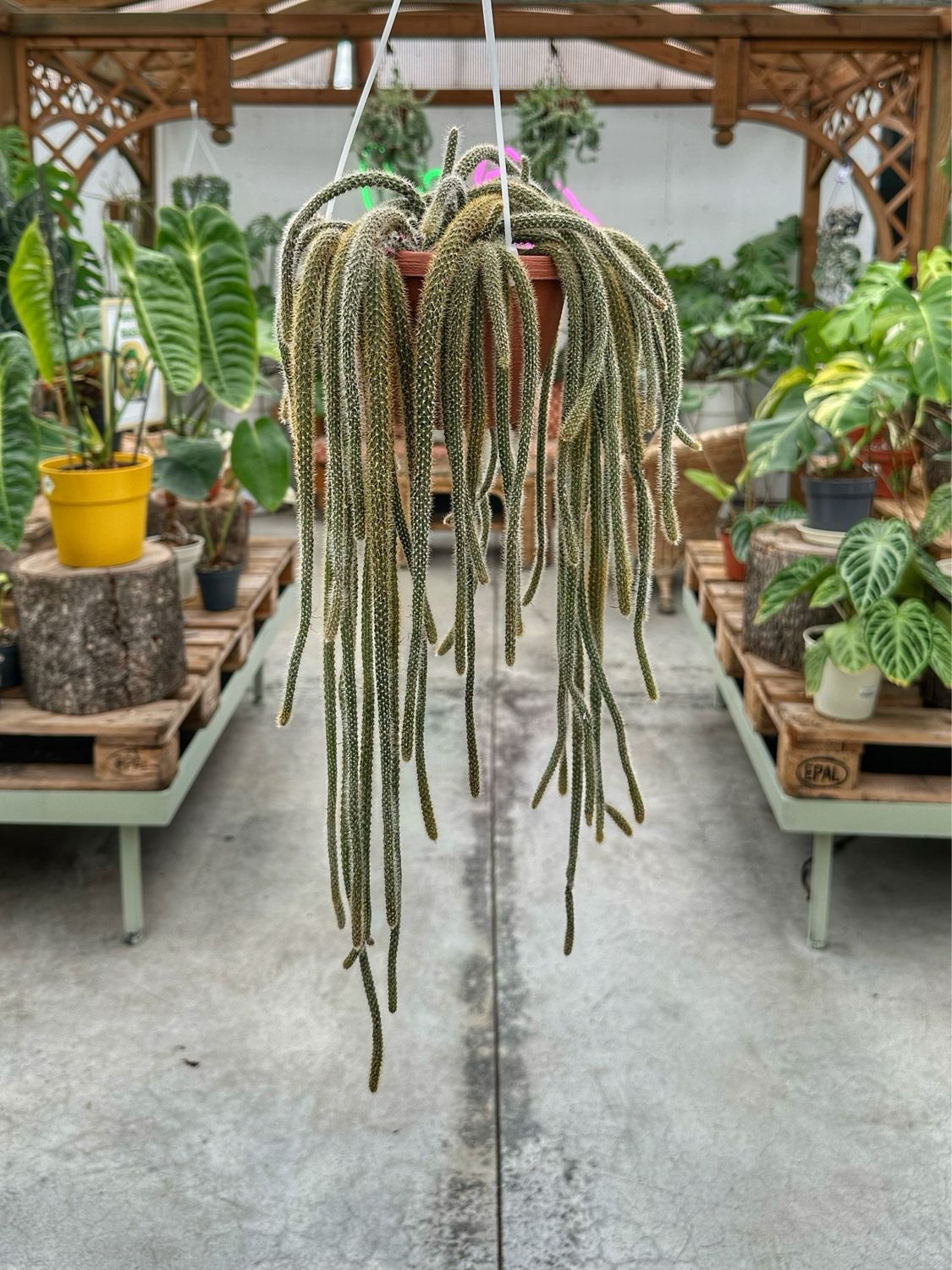 Aporocactus flagelliformis vaso cm 14 (coda di topo)
