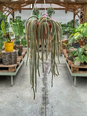 Aporocactus flagelliformis vaso cm 14 (coda di topo)