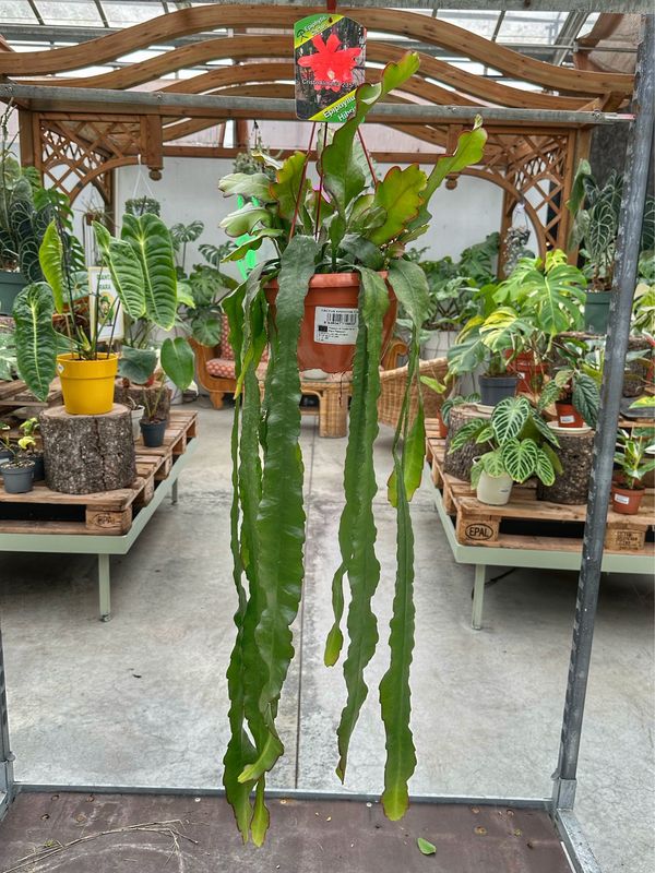 Epiphyllum ibrido 235-1 vaso cm 20
