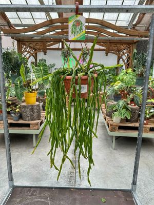 Rhipsalis paradoxa vaso cm 20