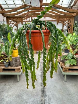Rhipsalis cruciformis espiral vaso cm 14