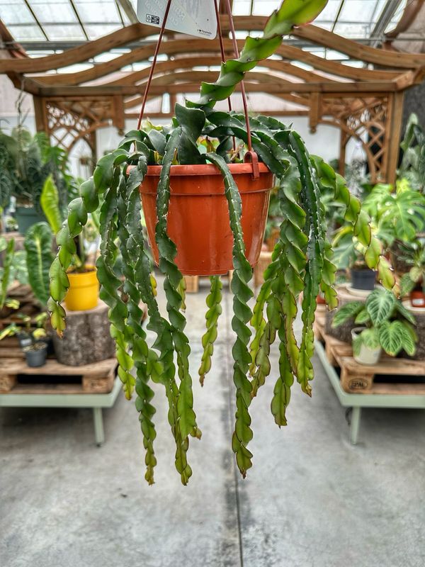 Rhipsalis cruciformis espiral vaso cm 14