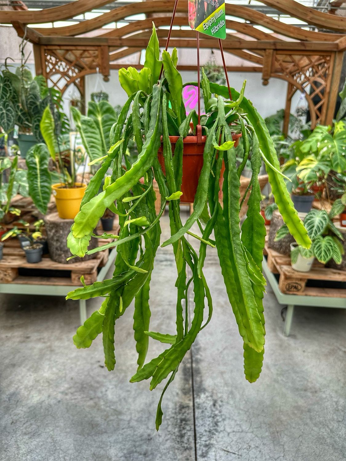 Epiphyllum ibrido 180-5 P vaso cm 14