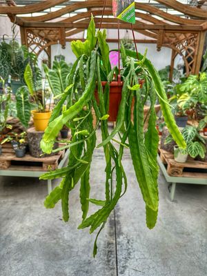 Epiphyllum ibrido 180-5 P vaso cm 14