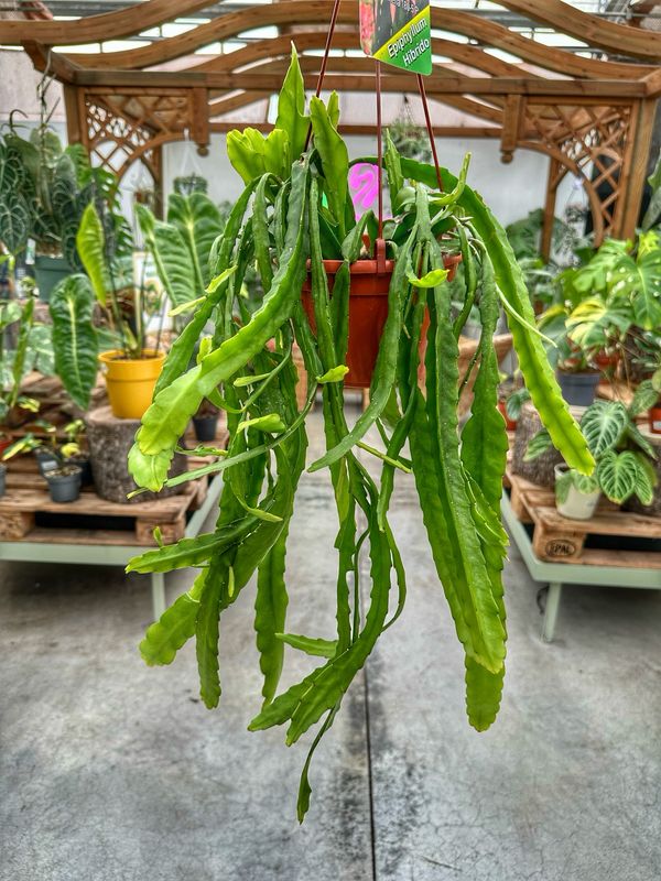 Epiphyllum ibrido 180-5 P vaso cm 14