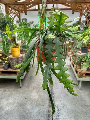 Selenicereus anthonianus vaso cm 14