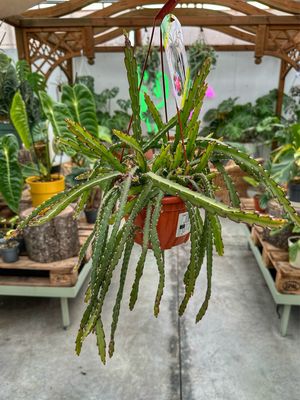 Rhipsalis cruciformis vaso cm 14