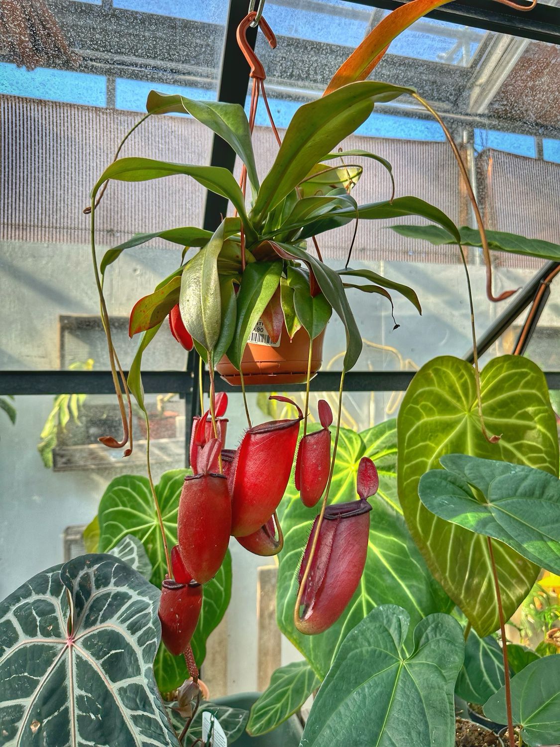 Nepenthes bloody mary vaso cm 14