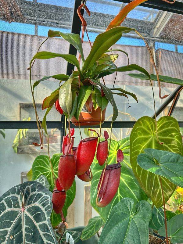 Nepenthes bloody mary vaso cm 14